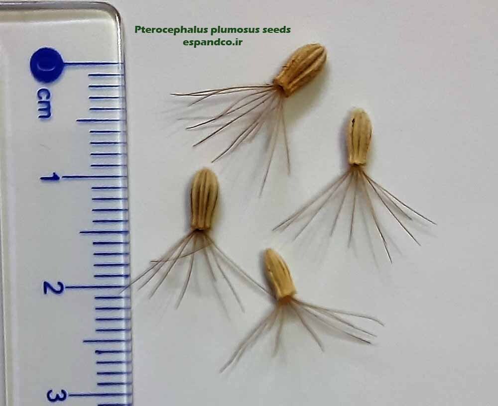  Pterocephalus plumosus seeds 